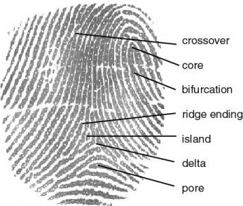Automatic Fingerprint Identification System (AFIS)