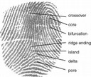 Automatic Fingerprint Identification System (AFIS)